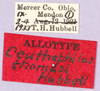 CollectionObject 1499654; ba6fa3bf-9879-4c9b-a2ec-fb3ebdc03902: labels (allotype). (CollectionObject).