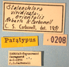 CollectionObject 1514444; 59e76020-4a23-4618-bd59-bc32a7f9a97c, MLP0054/1-2: labels (paratype). (CollectionObject).