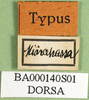 CollectionObject 1501627; 5e9f9008-4aa7-4c14-b3c6-047f26e92841, DORSA BA000140S01: labels (holotype). (CollectionObject).