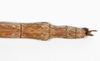 CollectionObject 1558906; 65d4756d-1731-447c-ad04-659534a17e15: copyright MHNG, Geneva. female: end of abdomen, dorsal view (holotype). (CollectionObject).