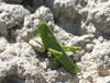 CollectionObject 1580065; 63dedf4c-2f66-4c1e-a86b-d8d603a790e8: female, Cerro El Amago, San Luis, Argentina. (CollectionObject).
