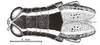 Digamacris amoena (Stål, 1878): Fig. 6. female, head, pronotum and tegmina, dorsal view. (Otu).