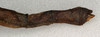 CollectionObject 1559474; NMW 532, 78d0ecad-ba71-439d-ba60-62f7bf56841e: copyright NMW, Vienna. female: end of abdomen, lateral view of Dixippus jejunus (lectotype). (CollectionObject).