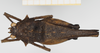CollectionObject 1583124; e5c03791-1bf0-4691-a0c1-baace34e238f, NHMUK10924433: female, dorsal view (paratype). (CollectionObject).