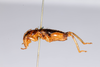 CollectionObject 1531191; 01001694-611d-4deb-805b-7934f9626fc8: male, lateral view (holotype). (CollectionObject).