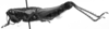 CollectionObject 1505073; c93b0f74-acfc-47db-b5b6-e9eca7e1fb59: female, lateral view (syntype). (CollectionObject).