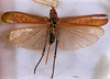 CollectionObject 1516496; a99efd4a-db8f-418e-b3a6-2da82eb44fc1: female habitus dorsal view (syntype). (CollectionObject).