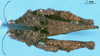 CollectionObject 1507199; f68152e4-2700-4b9b-9f9b-d8cf5c368674: male, dorsal view (syntype). (CollectionObject).
