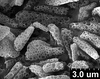 Brochosomes on Cuerna arida Oman & Beamer, 1944: CR178 | U.S.A., Arizona, Arivaca | 7/26/1941 | KSEM. (Observation).