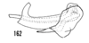 Aedeagus, lateral view: !! display not done !! on Haplaxius laevis Fowler, 1904: (Observation).