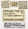 CollectionObject 1577270; OUM 725 3/3, b5cd880f-5bc2-4a5a-952b-895086bbb848: labels (paralectotype). (CollectionObject).