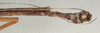 Marmessoidea caryophyllea Redtenbacher, 1908: copyright NMW, Vienna. male: end of abdomen, lateral view of synonym Marmessoidea caryophyllea (syntype). (Otu).