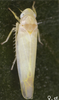 Habitus, dorsal view on Edwardsiana diversa (Edwards, 1914): Habitus (female). (Observation).