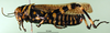 CollectionObject 1501120; df0a4123-1975-493d-a3ae-169080775fc6, MfN 1755: male, lateral view (syntype). (CollectionObject).