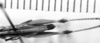 CollectionObject 1521586; 79b50730-3ced-49a1-ba10-cd95a89a07ac: Image Carbonell, C.S. male, dorsal view (holotype). (CollectionObject).