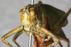 CollectionObject 1475916; NMW 14986, f7a6eafb-9a2b-49e2-a6d4-53969babec58: female, frontal view (holotype of Theudoria nigrolineata). (CollectionObject).