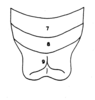 CollectionObject 1533661; 9307b58c-5f65-4773-bcec-0e9ef4c5f4d2: Fig. 126 (after holotype). male, distal abdominal tergites, dorsal view. (CollectionObject).