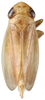 Habitus, dorsal view: Habitus, dorsal view (female). (Observation).