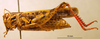 CollectionObject 1530664; 7eeebed3-8622-4c7e-9567-3f46908fc93f: female, lateral view (syntype of Caloptenus vulcanius). (CollectionObject).