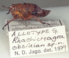 Rhachicreagra obsidian Jago & Rowell, 1981: female, lateral view (allotype). (Otu).
