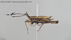 CollectionObject 1585483; d546f7ee-2606-440a-be2b-91dfc89ffb06: female, lateral view. (CollectionObject).