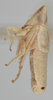 Habitus, lateral view on Athysanella (Diphipyga) nimbata Ball & Beamer, 1940: Lateral. (Observation).