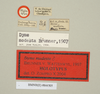 CollectionObject 1560519; NHMUK(SF IMPORT DUPLICATE) BM844505, 22397167-941f-4a7e-a111-6bfa3f0ee6cb: copyright Natural History Museum, London. male, data labels (holotype). (CollectionObject).