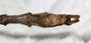 CollectionObject 1558531; 19b0f613-4523-4af7-969e-1e3b2e2e2d5c: copyright MHNG Geneva. male: end of abdomen, ventral view (holotype). (CollectionObject).