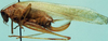 CollectionObject 1533679; de82e8b6-1110-4ead-ae93-eca15434c81a: female, lateral view (allotype). (CollectionObject).