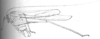 Cesasundana securifera (Brunner von Wattenwyl, 1891): Fig. 11 [anterior portion distorted]. male habitus (greenish olivaceous, body length 20 mm, pronotum 5 mm, tegmen 24 mm, hind femur 25 mm). (Otu).