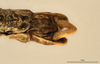 CollectionObject 1557636; 53c90a23-88f5-4740-acf4-a9ed4b7c3302: copyright RBINS Brussels. male: end of abdomen, ventral view (holotype). (CollectionObject).