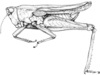 Fig. B. female, brachypronotal. Depicts Tetrix subulata (Linnaeus, 1758), an Otu.