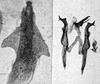 Other on Erythridula sagittata (Beamer, 1930): Aedeagus, connective, and styli. (Observation).