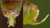 Platylyra californica Scudder, 1898: male cerci (California). (Otu).