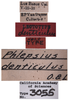 Other on Texananus (Texananus) denticulus (Osborn & Lathrop, 1923): (Observation).