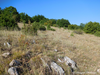 habitat (Bulgaria, Lozen Mountain). Depicts CollectionObject 1588181; d8a735be-ee95-4b66-8a7c-80be67753bb5, a CollectionObject.