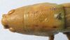 CollectionObject 1516830; 6449a96d-79c6-4da7-9702-c9cb0d4bdc52: female pronotum, dorsal view (holotype of Conocephalus latifrons). (CollectionObject).