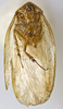 CollectionObject 1567100; cef3098e-bcec-4955-9223-9b4d7172ac3f: Photo by Heidi Hopkins. Holotype, adult male, ventral habitus. (CollectionObject).