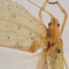CollectionObject 1534512; 842047bc-5655-42f1-9183-1c35a98ac27f: male pronotum, dorsal view (syntype). (CollectionObject).
