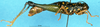 CollectionObject 1505066; 954483f9-48f1-4f17-b830-b52d091b5253, DORSA D017AF01: female, lateral view (syntype). (CollectionObject).