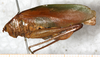 CollectionObject 1532979; 8f54653d-0da8-489f-b40c-48447cdb5772: female, lateral view (syntype). (CollectionObject).