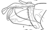 Aedeagus, lateral view on Atracodes fasciculosus (Melichar, 1902): (Observation).