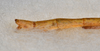 CollectionObject 1560741; 664ade49-f05f-4b0f-a5f8-289b7aaa2e39: copyright USNM, Washington. (CollectionObject).