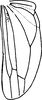 Hind wing: Hind wing (D. funeta Mel.). (Observation).