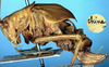CollectionObject 1517320; be17d5fc-4889-4d4c-a07f-e437e4cc0eba: female nymph (holotype). (CollectionObject).