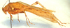 CollectionObject 1543538; fd576713-b19a-4fc4-b5ce-62d61c692787: male, lateral view (syntype). (CollectionObject).