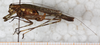 CollectionObject 1565966; 4fdd59af-39b6-4db6-b9f7-ebf90ffc292f: female, lateral view. (CollectionObject).