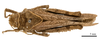 CollectionObject 1478065; 4cb85b59-6194-4213-a431-f3db37295a85: male, dorsal view (holotype). (CollectionObject).