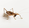 CollectionObject 1584023; f053cde8-9a3f-47e8-99fb-684b3a8fb857: male. (CollectionObject).
