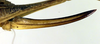 CollectionObject 1502676; 950b9be7-1fb7-43c1-ab2c-c6c28c3f40d1, DORSA BTmonarmS02: ovipositor (syntype). (CollectionObject).